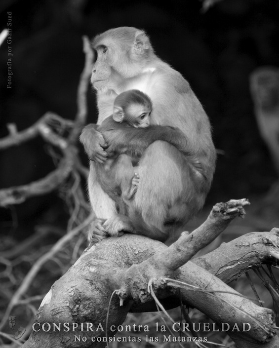 RHESUS Y CRIA 2 (por Gazir Sued)