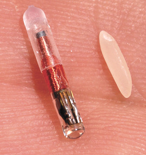 VeriChip / Grano de arroz (http://nwothesis.blogspot.com/2010/01/rfid-verichip-implants-in-real-people.html)