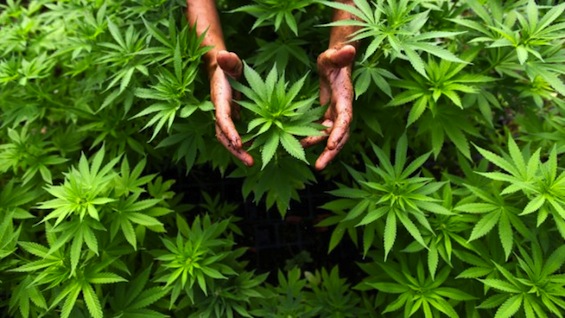 El proyecto de la marihuana en Uruguay