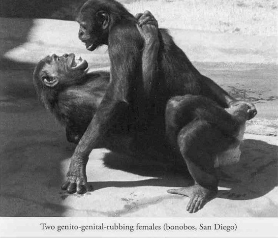 De homo sapiens, chimpancés y bonobos