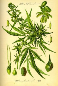 Illustration_Cannabis_sativa0