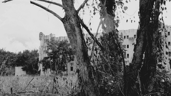 OSO BLANCO 2 (por Gazir Sued)