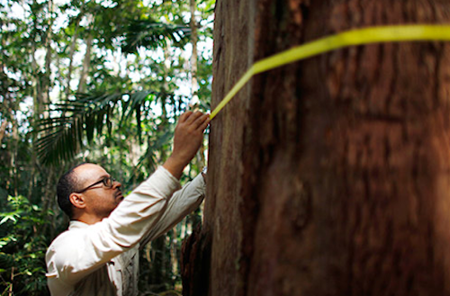 A buscar los árboles más grandes de Puerto Rico