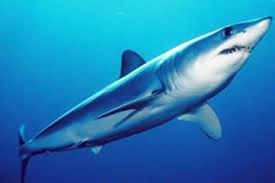 Tintorera: tiburón de lomo azul.