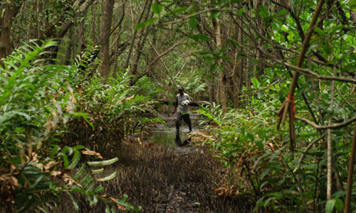 Zona de manglares en Piñones, Loíza. Foto por Doel Vázquez.