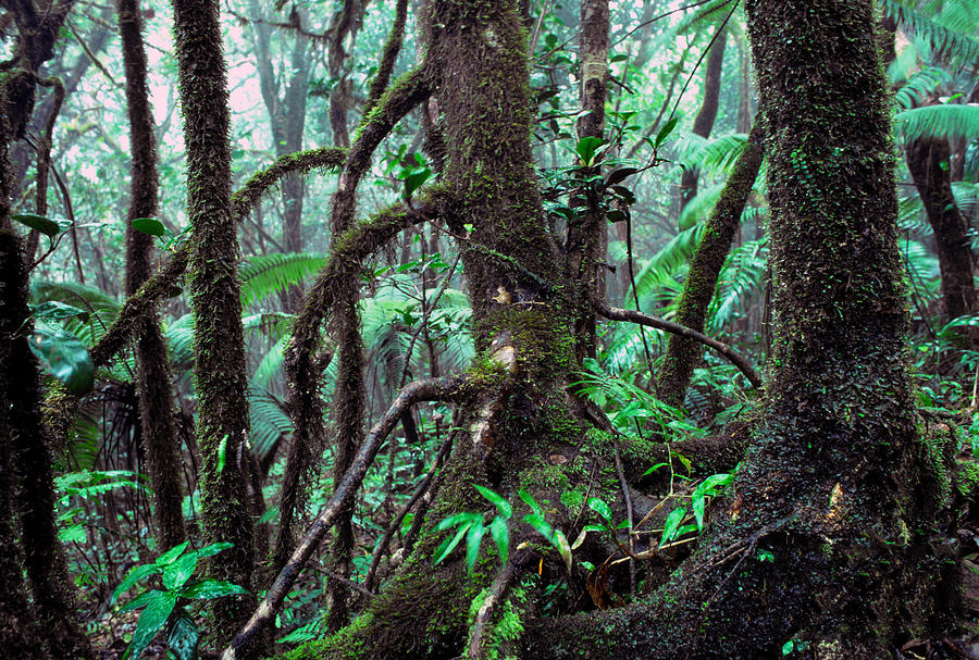 El Yunque: canto a la civilización taína y a la naturaleza