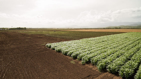 Puerto Rico regala más de $519 millones a semilleras multinacionales como Monsanto