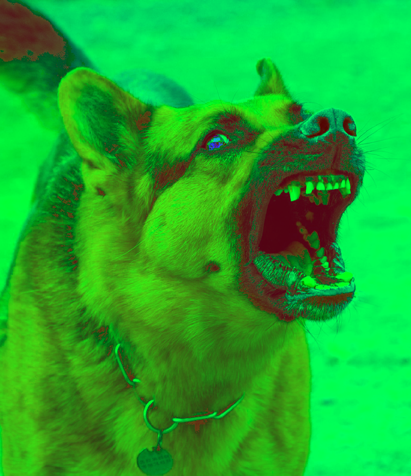 Perro Bravo