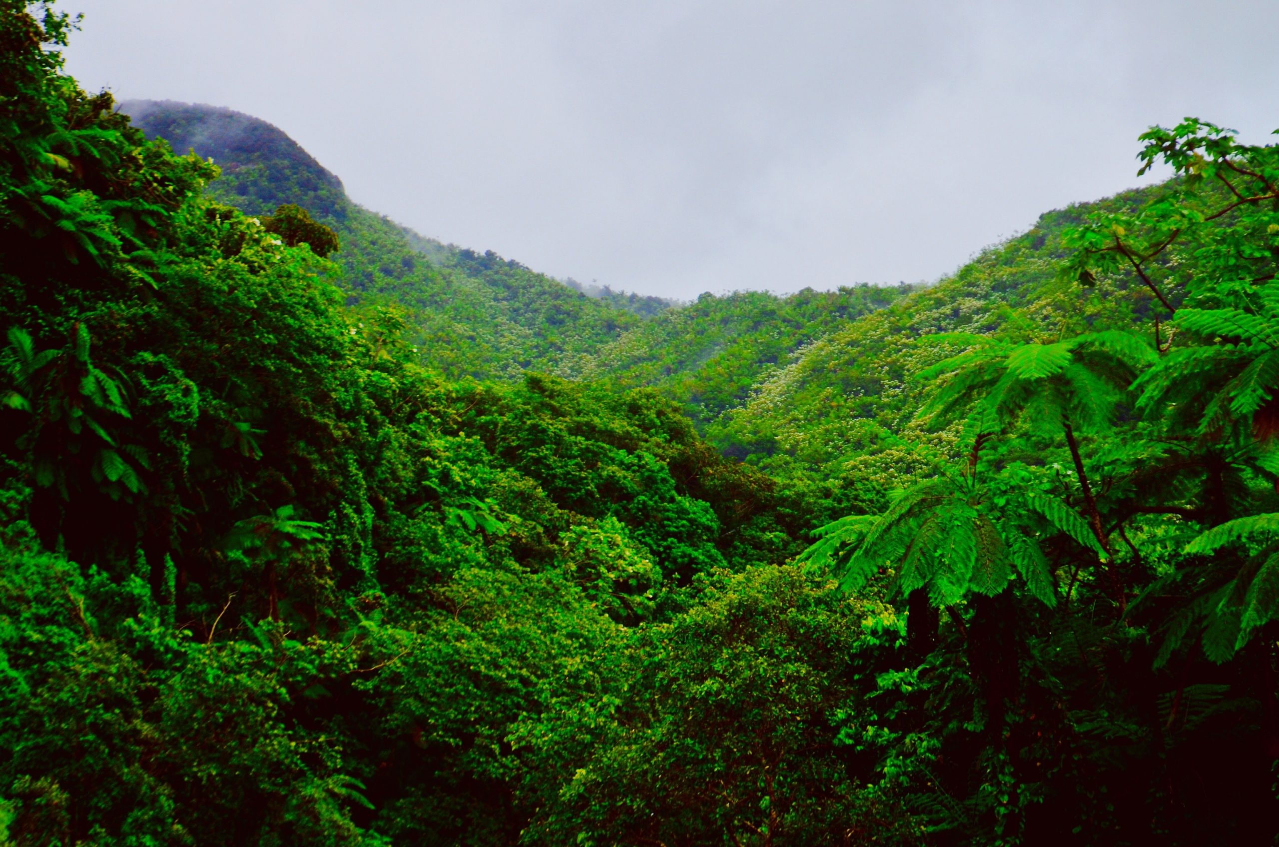 Paisaje de Bosque en Rio Grande Puerto Rico