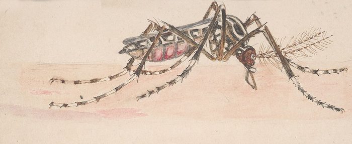 El “Problema de los Mosquitos” en San Juan (1912) y Mayagüez (1921): Hacia una historia de nuestras relaciones con otros organismos